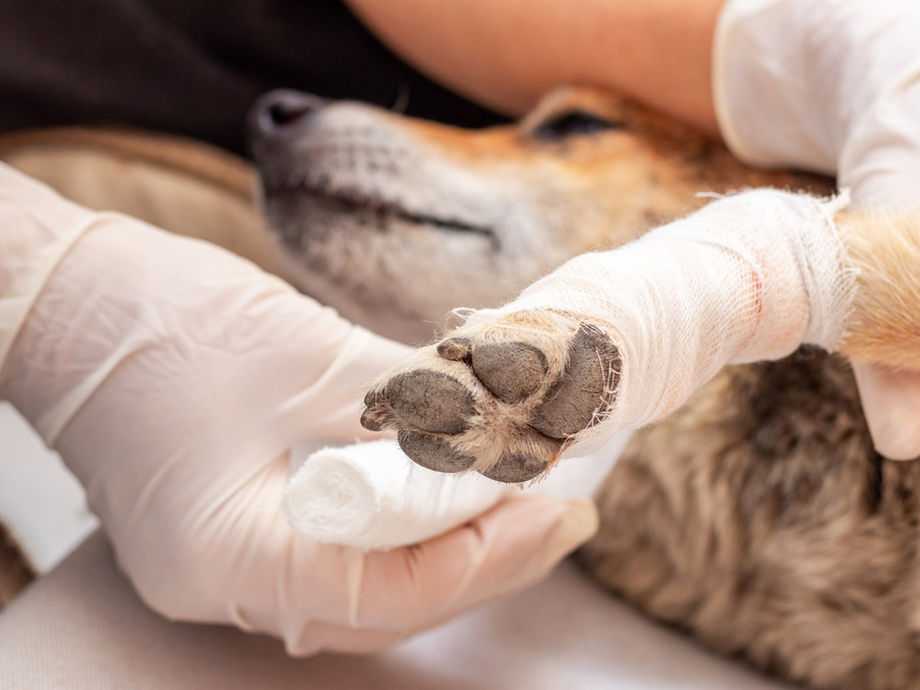 How to bandage a dog (video)