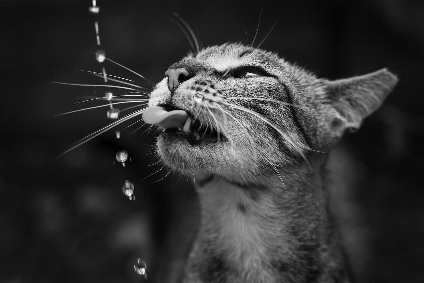 How can you encourage your cat to drink more water?