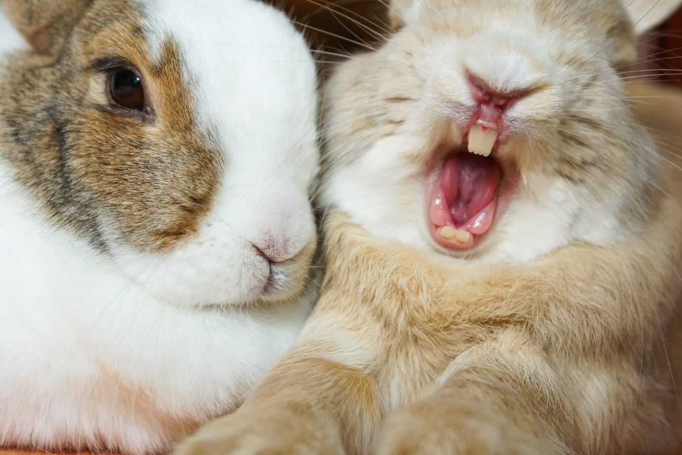 How to help prevent dental disease in rabbits