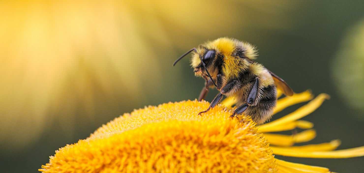 Beating the bite & soothing the sting