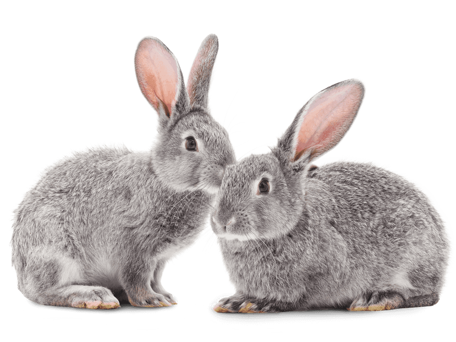 Spotting dental disease in rabbits